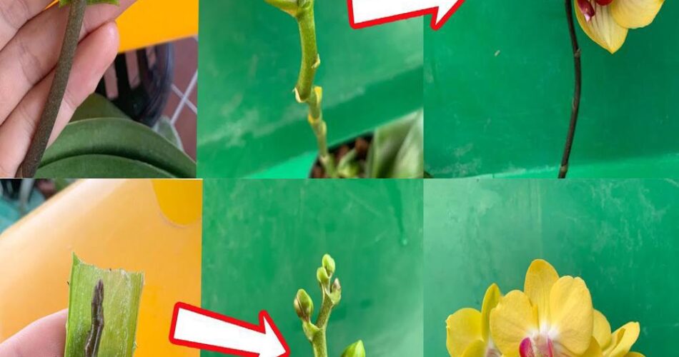 Acelera el crecimiento de tus orquídeas con este secreto TrucosMagico