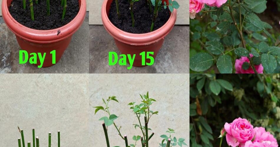 Cómo cultivar una planta de rosa de cortes para cultivar una rosa de