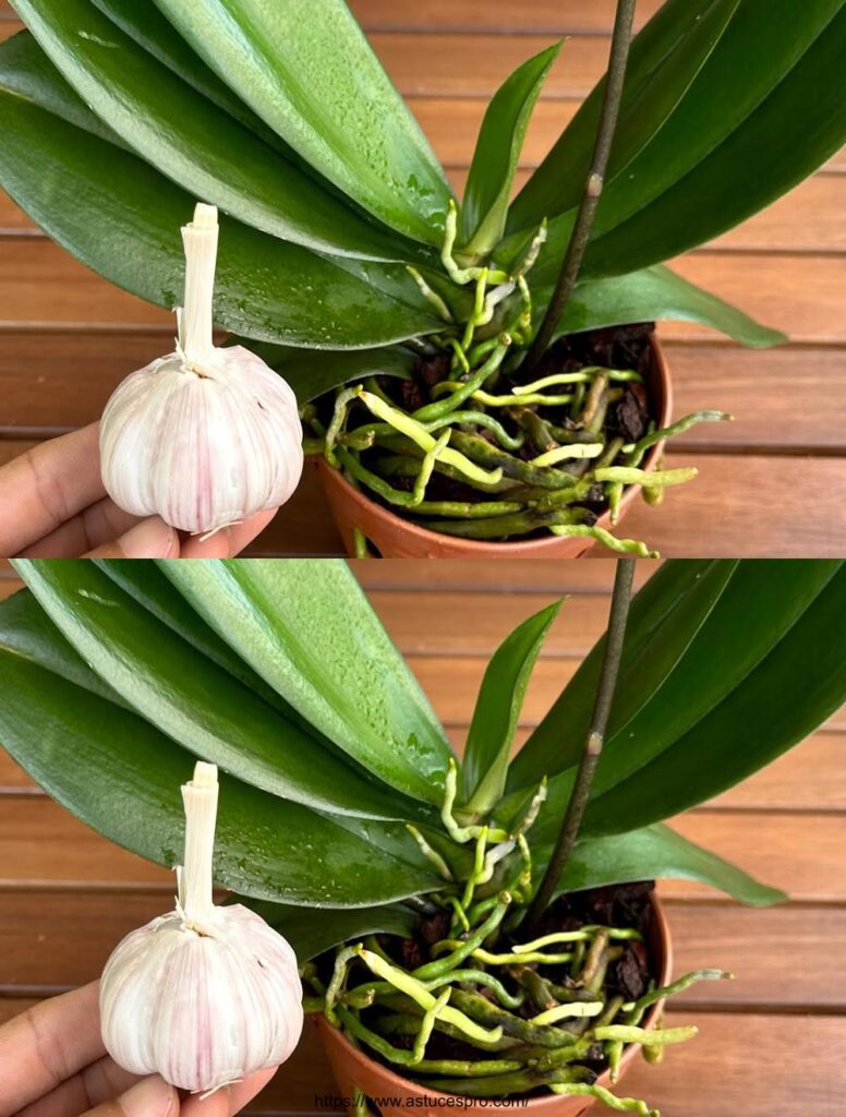 Planta un coágulo de ajo y un árbol mágico crecerá todo el año