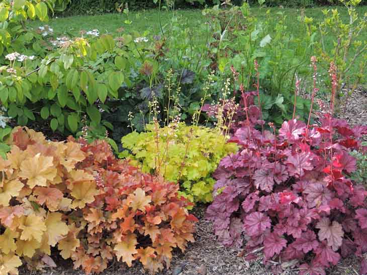 heuchera