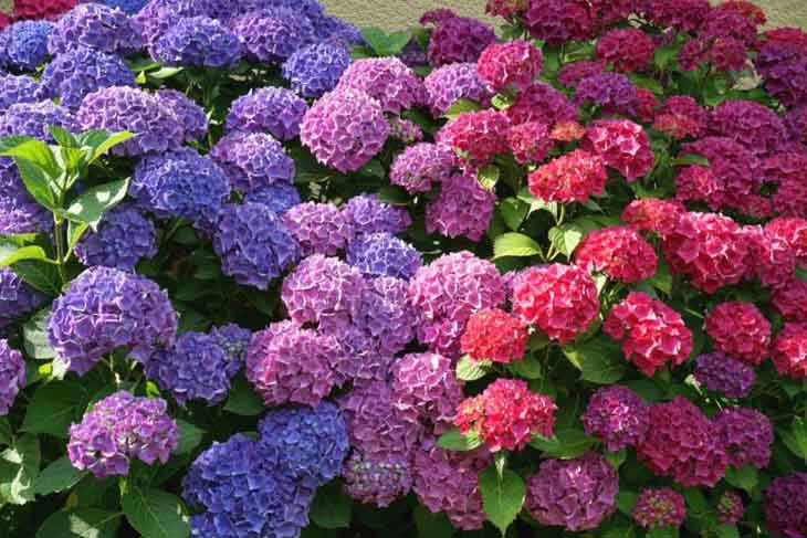 hortensia1