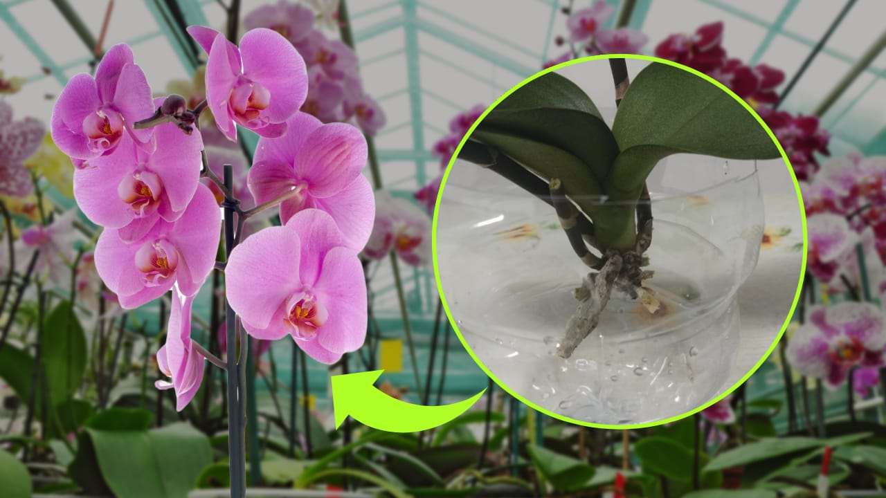 orquidea sin raices